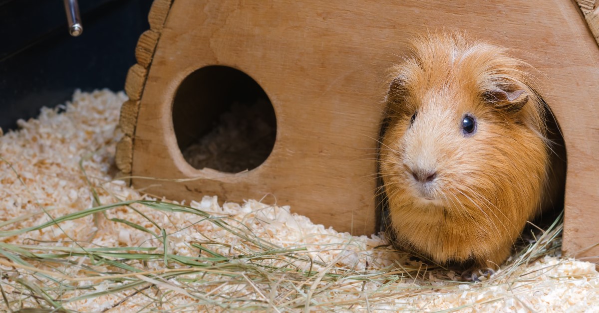 A Guide to Common Guinea Pig Sounds & Behavior